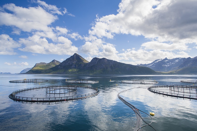 Norway’s Salmon Biomass up 10% This Year, and Rising